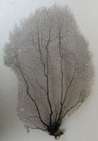 Gorgonia flabellum  (Gorgonie vějířovitá)  